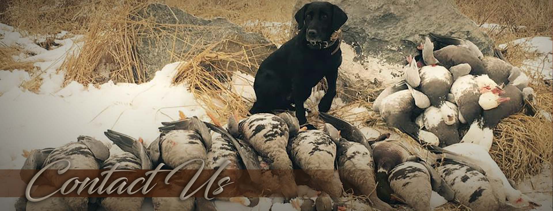 Contact Lights Out Waterfowl Contact Lights Out Waterfowl